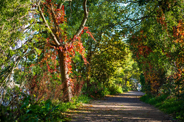 Fototapeta premium autumn along the trail