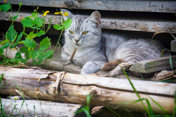 In the summer afternoon in the village on the grass near the boards lies a gray cat.