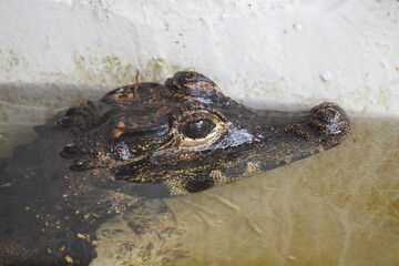 West African Dwarf Crocodile