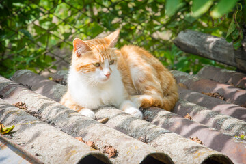 On a sunny summer day in the village, a red cat lies on slate.