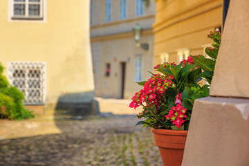 Naklejka premium Cityscape - view of the flowers on the narrow streets of the Novy Svet ancient quarter in the Hradcany historical district, Prague, Czech Republic