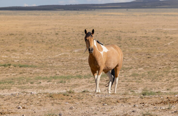 Wild Horse in Summer in teh Utah Desert