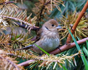 House Brown Sparrow Photo and Image.  Close-up perched on a branch with a blur coniferous background  in its environment and habitat surrounding. Coniferous trees.
