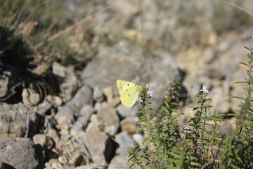 beautiful butterflies pollinating in costa rica