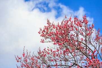青空と梅の木