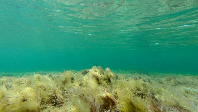 Underwater view of a lone salema porgy fish hiding in an algae coral.