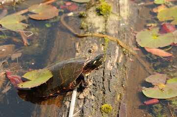 Turtle Stock Photo and Image. Resting on a log with lily water pads background in its environment and habitat surrounding, displaying shell, head, paws, tail.