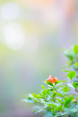 京都 緑の植物の上に舞い落ちたひとひらの紅葉