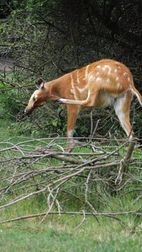 Vertical close-up view of a marshbuck scratching its head with the leg