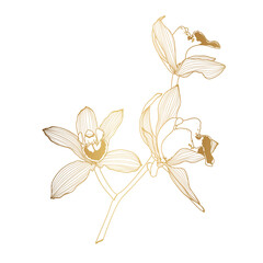 Golden Line Orchids Cymbidium Flowers branch. Flora and Isolated Botany Plant with Petals. Tropical exotic line flower illustration.