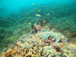 Fototapeta na wymiar coral reef scuba diving underwater world