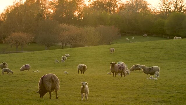 4K video clip showing flock of sheep grazing, eating grass walking in a field with trees on a farm at sunset or sunrise
