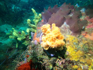 Fototapeta na wymiar coral reef scuba diving underwater world