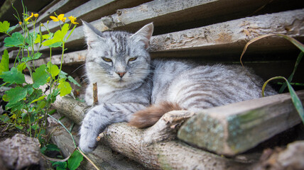 In the summer afternoon in the village on the grass near the boards lies a gray cat.