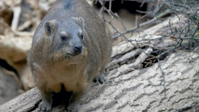 Closeup of a rock hyrax on wood in a forest in the daylight