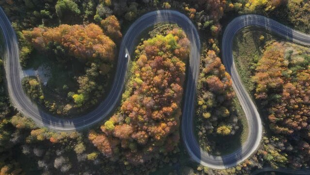 Aerial view of road amidst trees during autumn

