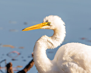 White Egret Photo and Image. Great White Egret head shot side view basking in the sun in with a blue background in its environment and wetland habitat surrounding.
