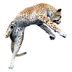 3D Rendering Big Cat Cheetah on White