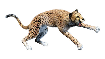 3D Rendering Big Cat Cheetah on White