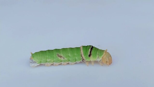 Caterpillar insect larval stage of lime butterfly a lime swallow tail or chaquered butterflies specie (Papilio demoleus) moving macro video footage clip
