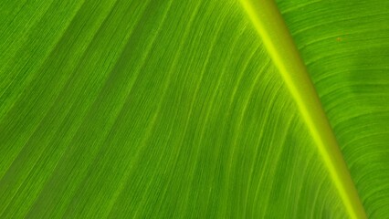 Texture of banana leaf, Nature Backgrounds.
