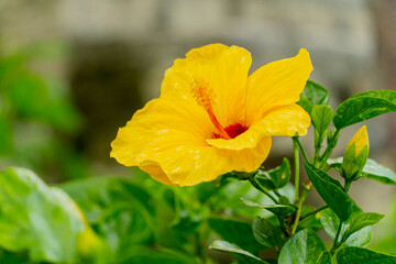 A big yellow flower. Asia, Vietnam, low season. 