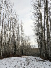 Snowy cross-country skiing and snowshoeing trail