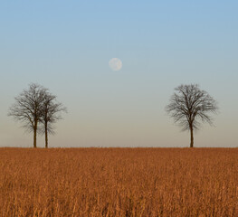 Mond zwischen B&auml;umen vor Maisfeld