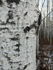 Aspen bark