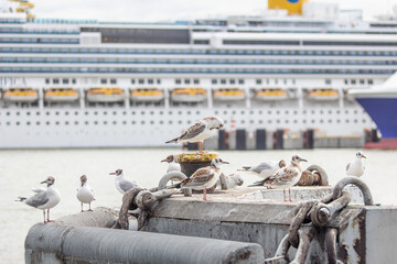 Seagulls at the harbor with ship in the background