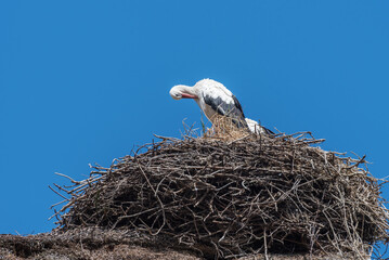 White stork, Ciconia ciconia. Family of white stork in the nest