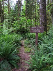 Trail in the rainforest of the Pacific  Northwest