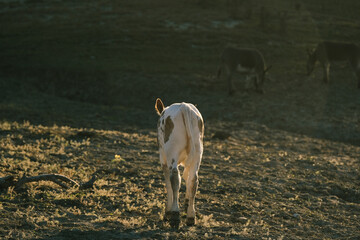 Obraz na płótnie Canvas Beef calf walking away through farm field in Texas countryside.