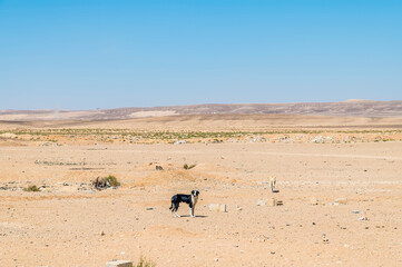 Fototapeta na wymiar A view of a stray dog in the desert landscape beside the Jordan Valley highway in summertime