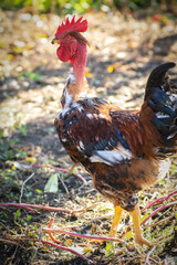 Poultry chicken - rooster