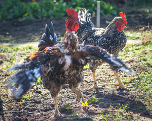 Poultry chicken - rooster