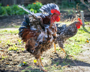 Poultry chicken - rooster