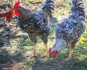 Poultry chicken - rooster