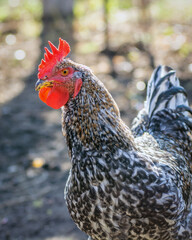 Poultry chicken - rooster