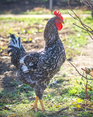 Poultry chicken - rooster