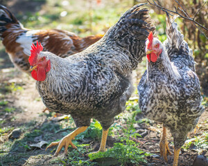 Poultry chicken - rooster