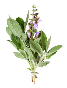 Common sage with blossoms, transparent background