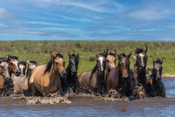 Front view of a group of wild horses crossing a river in Corrientes, Argentina.