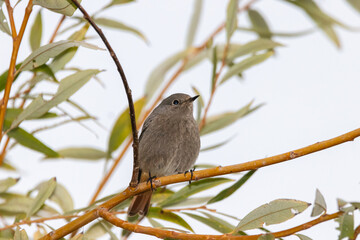 Female Eurasian Blackcap perched on a tree branch