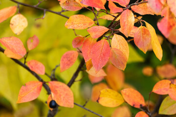 Autumn yellow and red vibrant leaves branches close-up with blurred background. Autumnal nature in orange and yellow colors