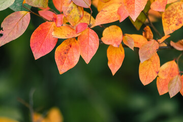 Autumn yellow and red vibrant leaves close-up with blurred background. Autumnal forest in orange and yellow colors, nature details