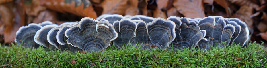 Baumpilz Schmetterlings Tramete 