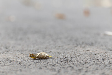 Autumn dry leaves on asphalt road, close-up. Fallen leaves on a walking path with blurred background. Autumn concept with shallow depth of field