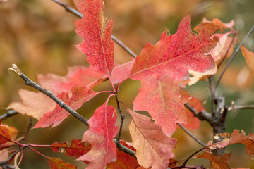Red oak tree branch with autumn leaves close-up. Natural autumnal vibrant background