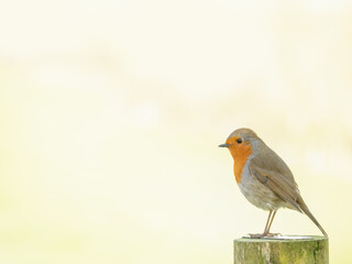 Robin - Erithacus rubecula, sitting closeup on fence post.